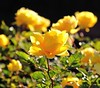 SmugMug > keywords > rose > Yellow Rose in winter