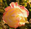 SmugMug > keywords > rose > Pinkish rose in winter
